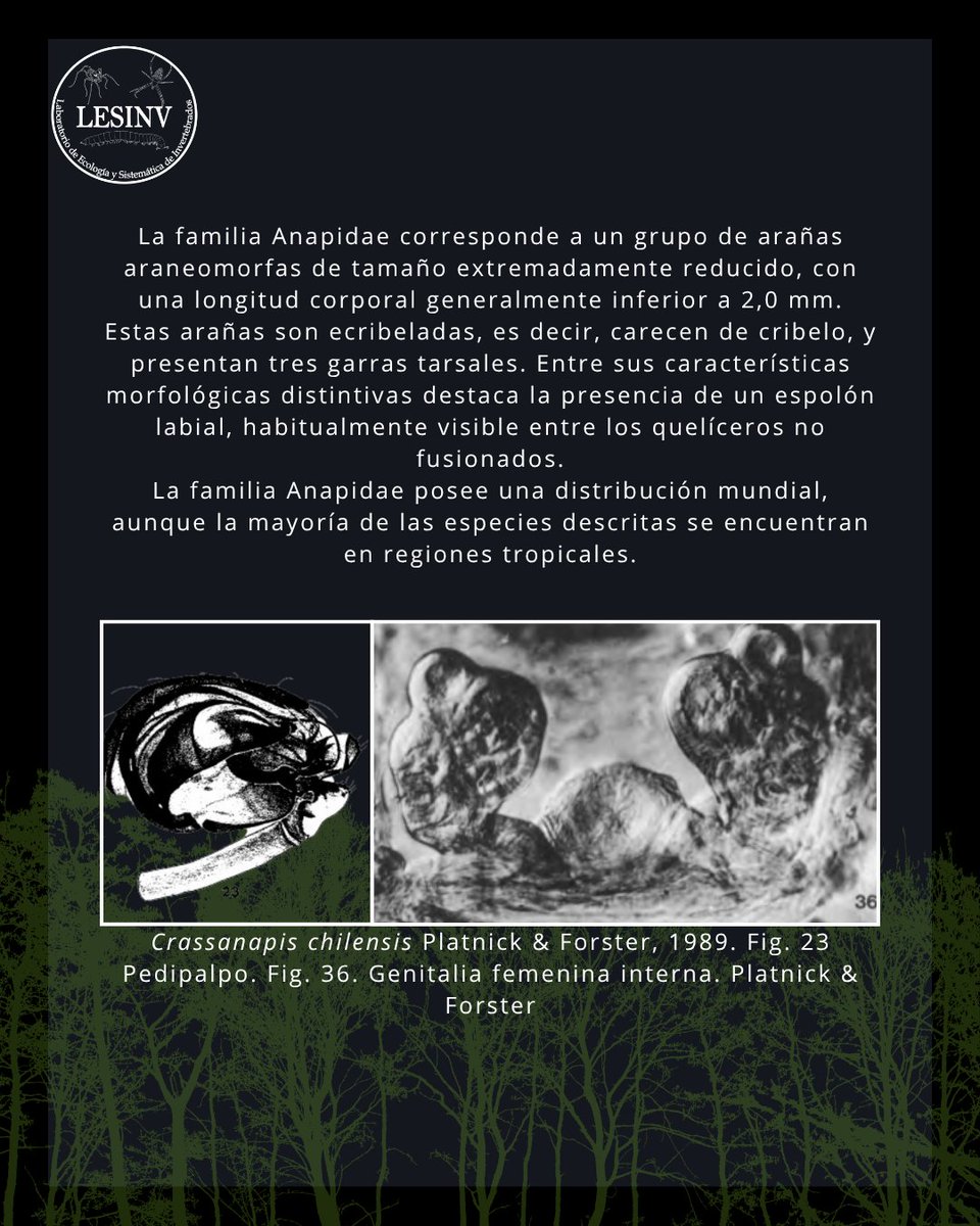 lesinv_lab's tweet photo. Estas diminutas arañas destacan por su morfología peculiar y su pequeño tamaño. Aunque es posible encontrar sus delicadas telas en el bosque
#araña #spider #LESINV #arachnida #araneae #animalnativo #bosquenativo #chile #nativo #spiders #ciencia #nature https://t.co/xFONOcIASC