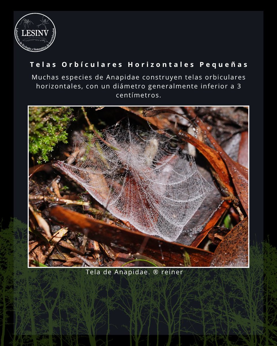 lesinv_lab's tweet photo. Estas diminutas arañas destacan por su morfología peculiar y su pequeño tamaño. Aunque es posible encontrar sus delicadas telas en el bosque
#araña #spider #LESINV #arachnida #araneae #animalnativo #bosquenativo #chile #nativo #spiders #ciencia #nature https://t.co/xFONOcIASC