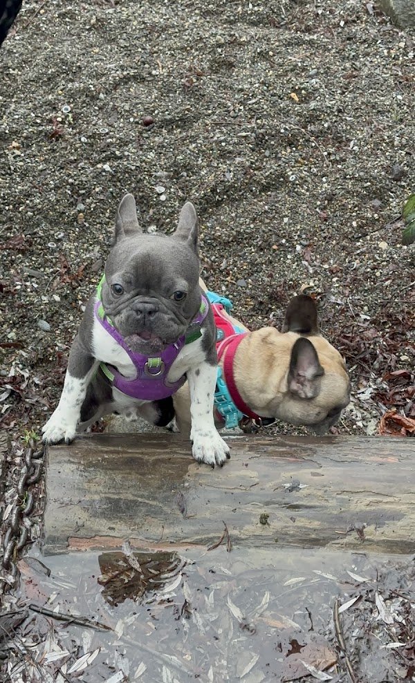 Dianthus (@dianthuswba) on Twitter photo 