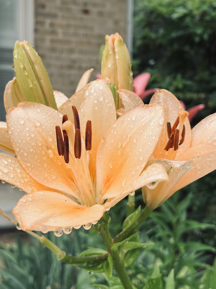 tomfishes's tweet image. Lilies are so beautiful