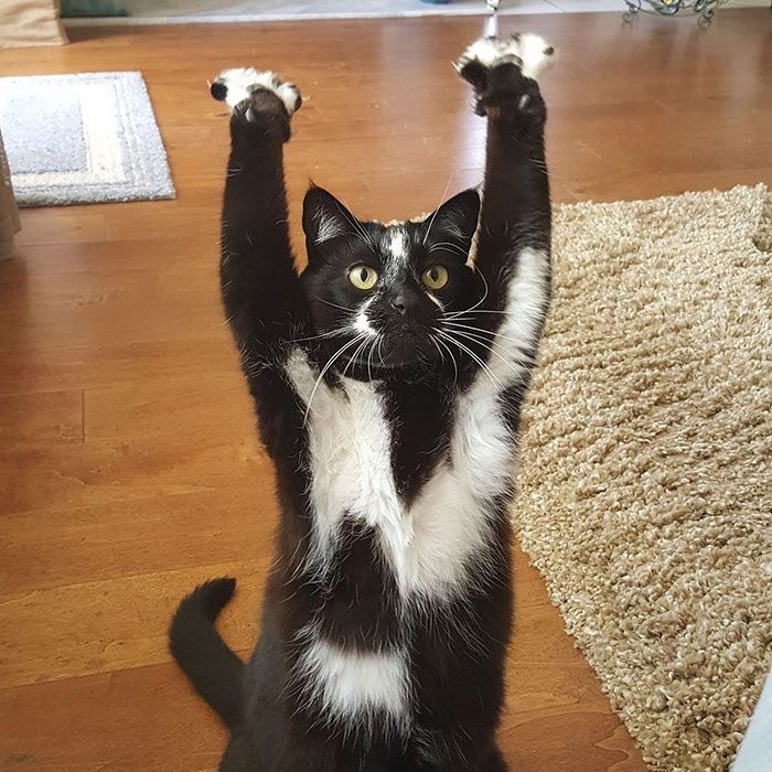 kittyrom 🐈‍⬛

#fromis_9 #프로미스나인 
#SAEROM #이새롬