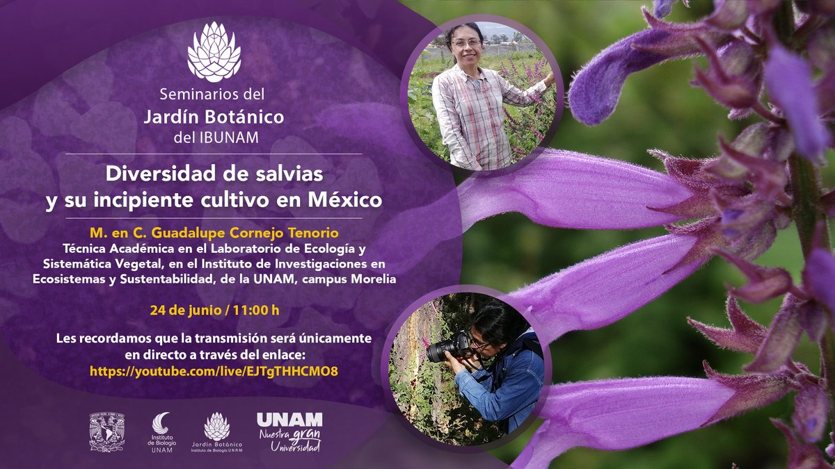 Mañana, martes 24 de junio a las 11 h,  Seminarios del Jardín Botánico del IB, con la M. en C. Guadalupe Cornejo Tenorio y su charla: "Diversidad de salvias y su incipiente cultivo en México".
La transmisión en línea a través del enlace:
youtube.com/live/EJTgTHHCM…