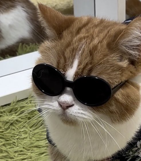 ว้อทซับบบ