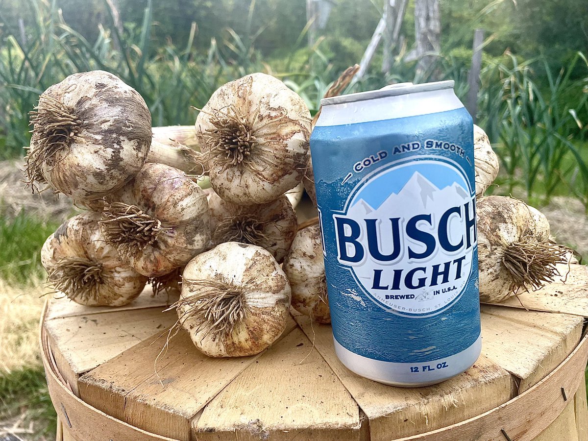 Inchelium Red is one of my preferred softneck varieties in both the garden and kitchen… 🧄 #HudsonValley #GreensideUpGarden #Garlic #Softneck #IncheliumRed