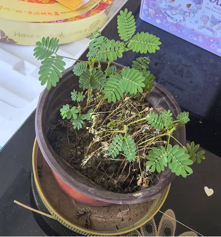 xiaomi921's tweet photo. 害羞的草来了！ Mimosa pudica https://t.co/ojrytn6jH0