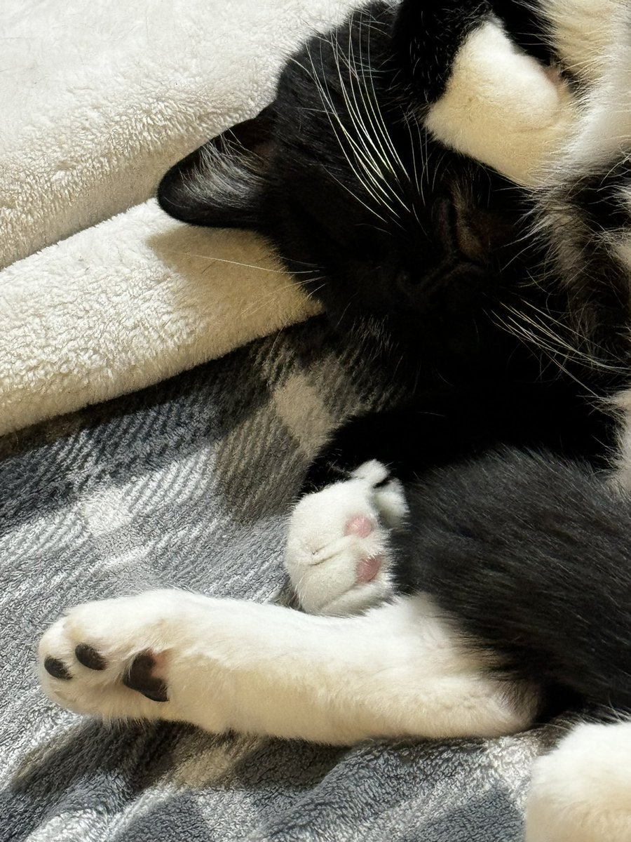 <a href="/Angus_The_Bold/">Angus</a> Sweet dreams Minerva to Minerva!