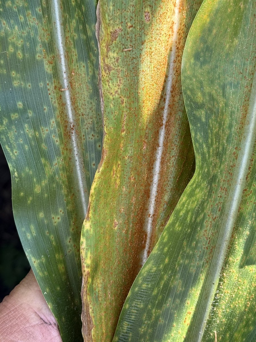 bobkemerait's tweet image. Southern rust found earlier today by consultant in Bacon Co GA in a field not treated with fungicide. Fungicides may not be needed in every field in southern GA, however Ext agents and I cannot tell you exactly which fields those are. Southern rust can be a very serious problem.