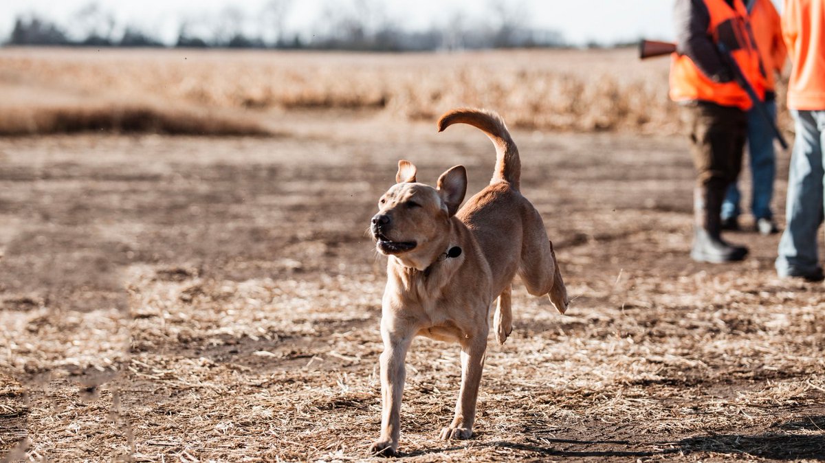 The ones that do all the work day in and day out.  The Working dog!
A1 Al's has some excellent bird dogs that work their tails off for our guest and it's a real treat to watch them in action.