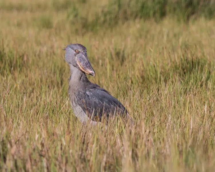 ShoebillsTDS's tweet photo. It is too fucking hot. My sweat is sweating. Heart? Sweating. Soul? Sweating. I am simultaneously altogether too dry and too wet. A sudoriferous desert. A desiccant rainforest. Someone fan me immediately. https://t.co/26wLmxkHuw