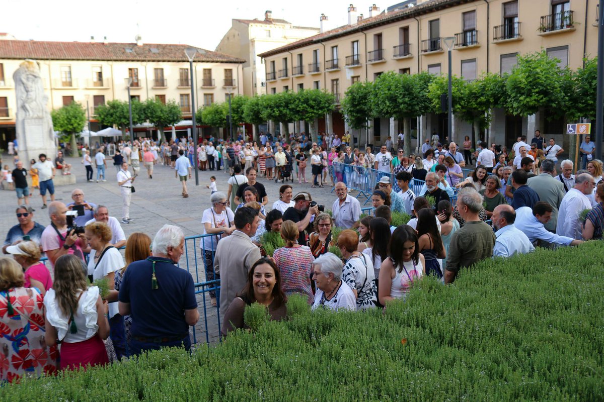 PalenciaAyto's tweet photo. El Ayuntamiento reparte en las plazas Mayor y de San Juanillo 3.000 plantas de #tomillo adquiridas a Villa San José.  Cientos de palentinos acuden a esta tradicional cita víspera de San Juan, copatrono de la capital. https://t.co/uuAoMeLNqm