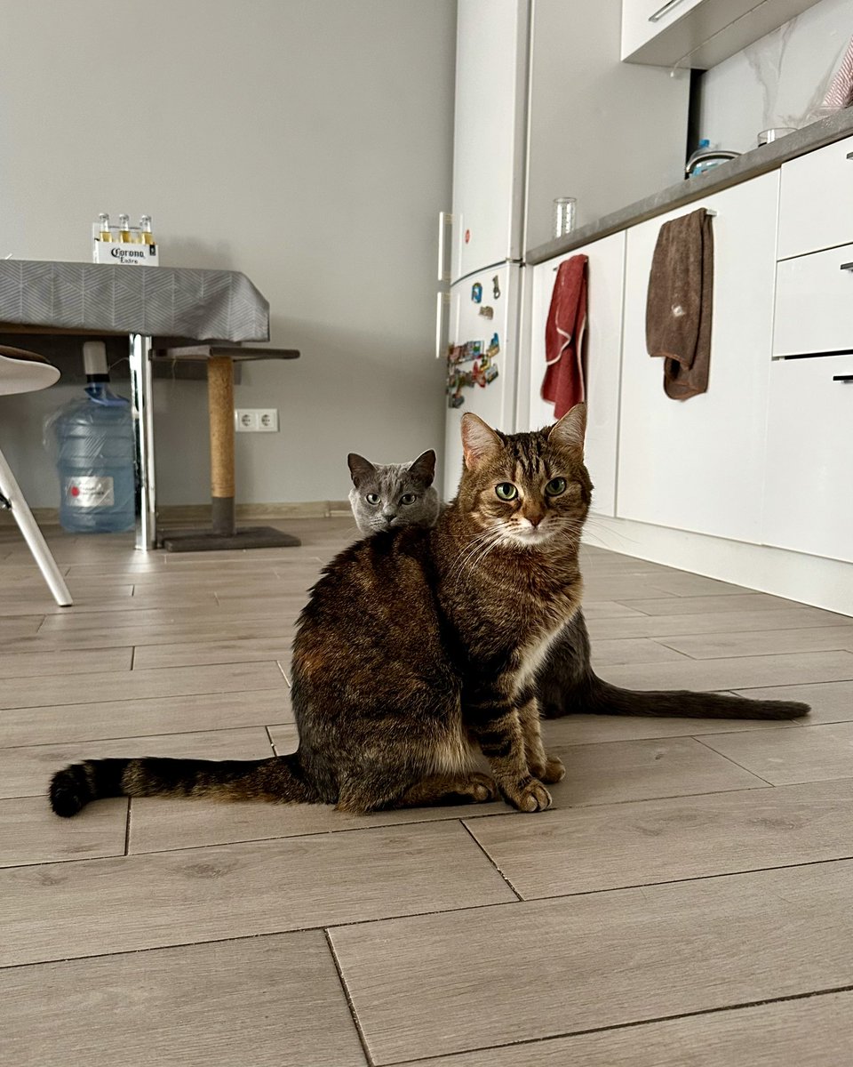 зловив цих подружок в один кадр