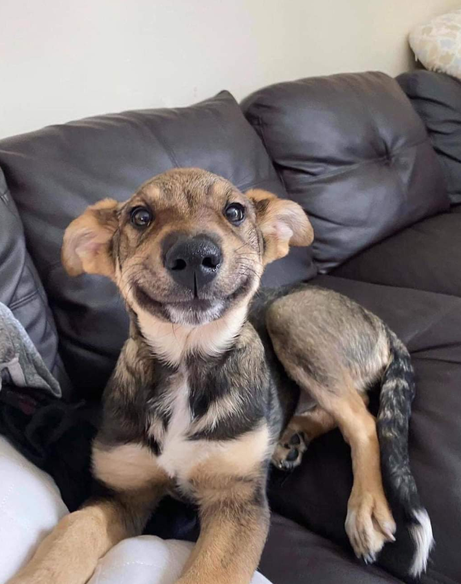 This is Meatball. He's going home for the very first time, with a human of his very own. 💕