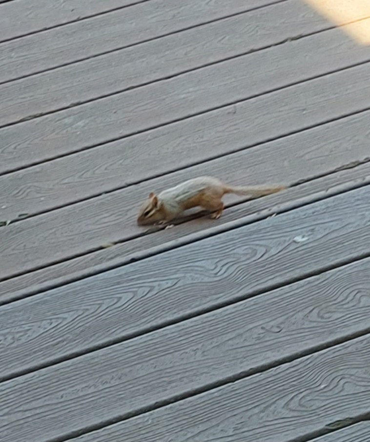 pangwyn's tweet photo. Is this a part albino chipmunk? https://t.co/3oMSpNQPDb