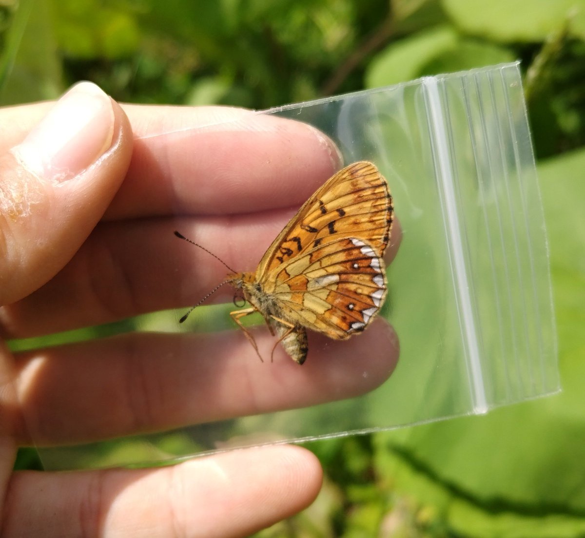 みがし tweet media