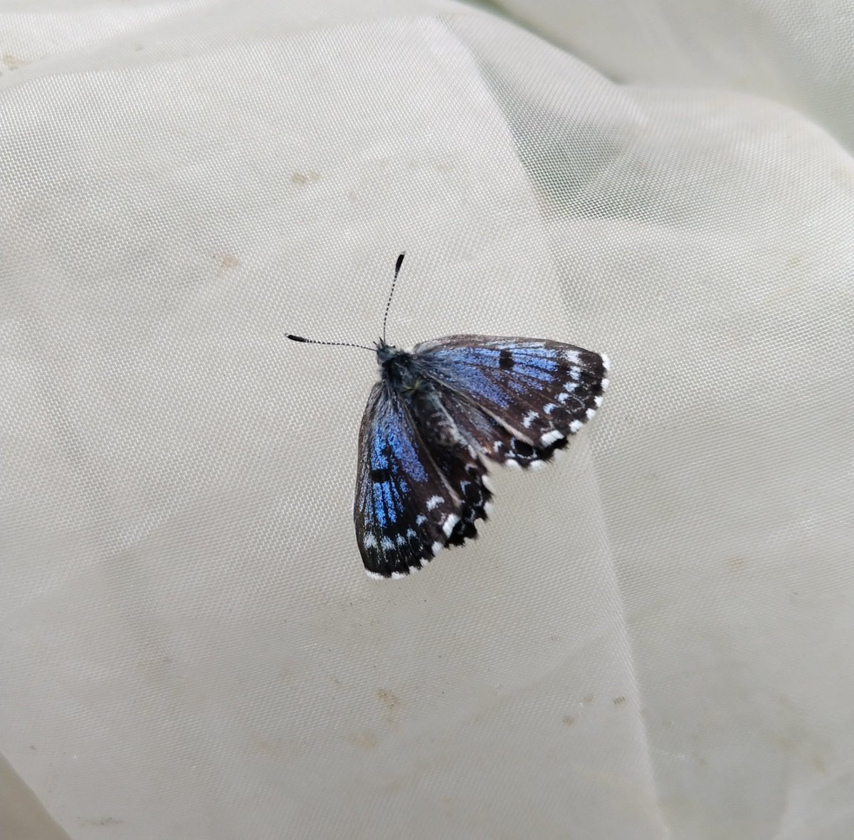 みがし tweet media