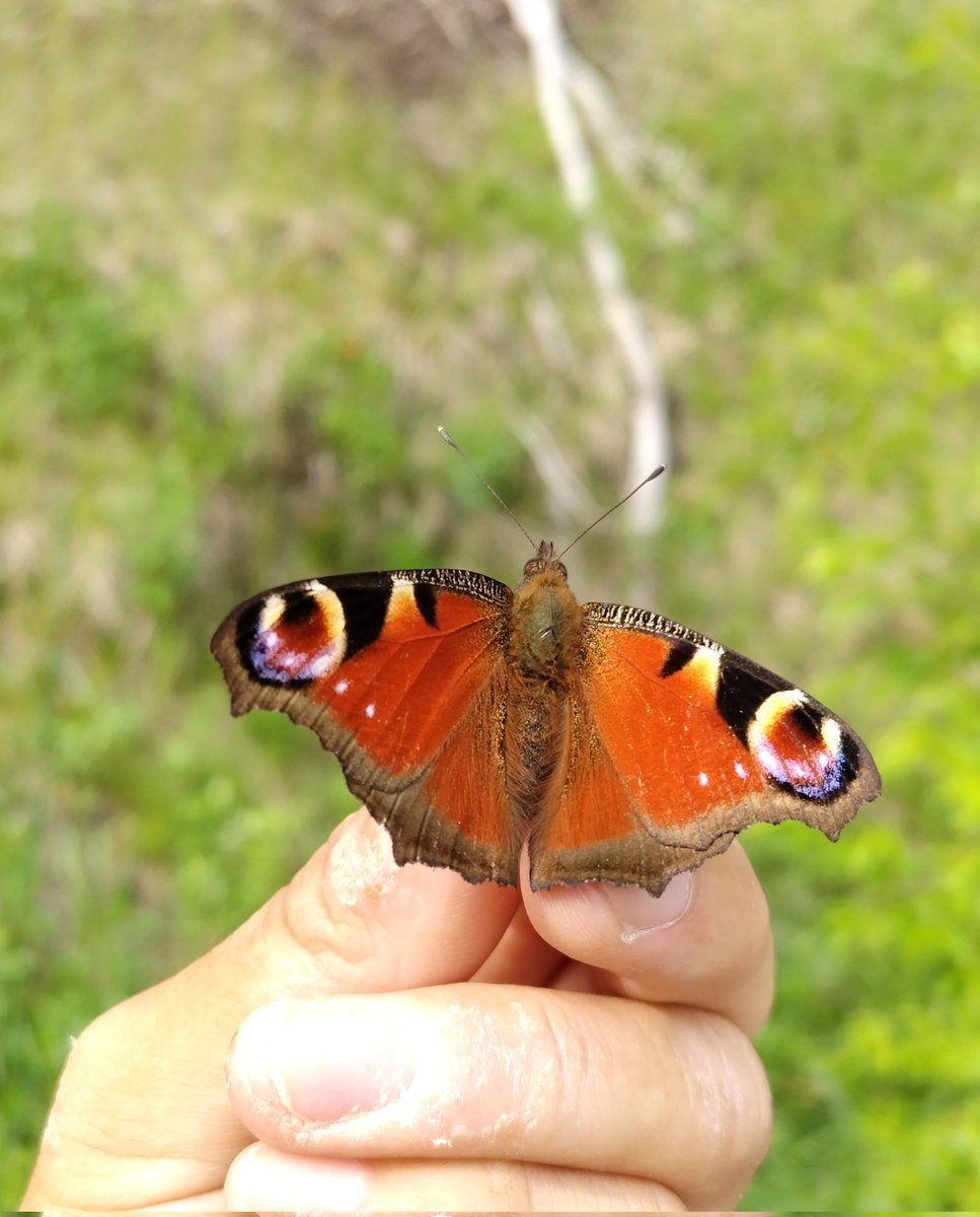 みがし tweet media