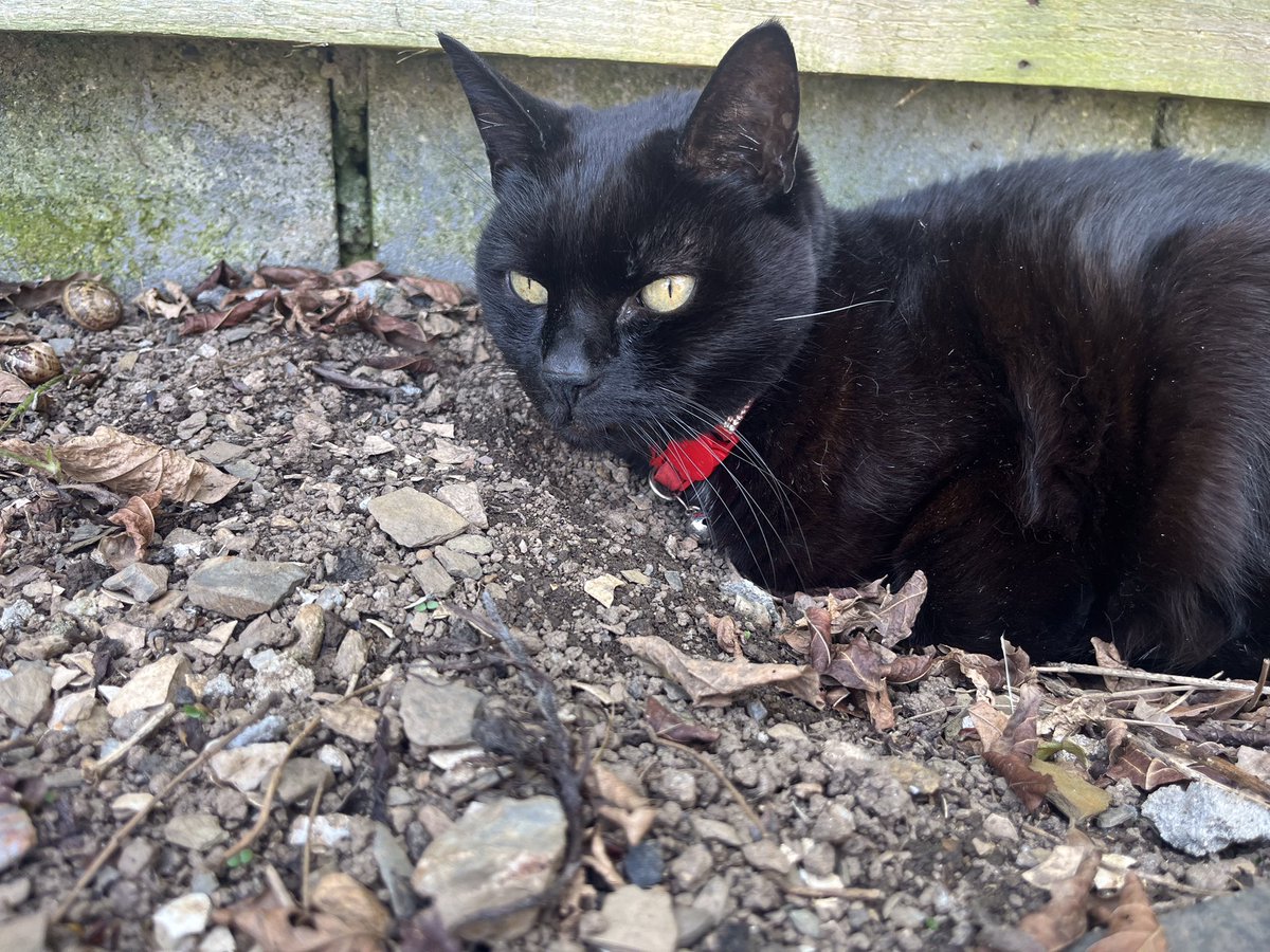 Magicpanfur's tweet image. Thinking about mine dear furrend Jerry, such a big character, kind, funny, generous and knew how to throw a great party! Sending big love & hugs to his family ππ#HedgewatchForJerry