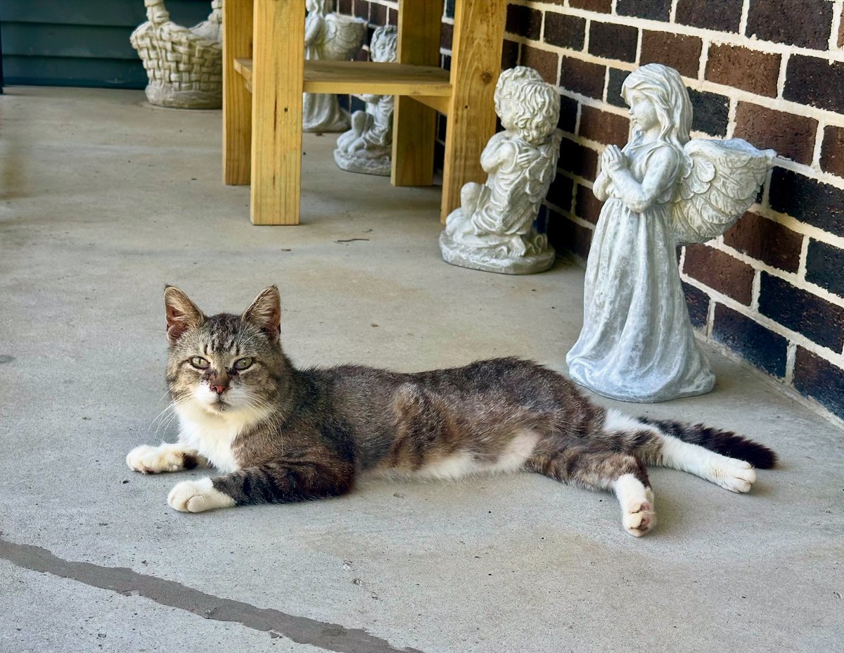 Clack1988's tweet photo. Salty the kitty chillin’ on the porch. He’s been a good summer buddy this year and has been as true as steel. He’s so faithful that I could set a clock to him. 
Fur critters get it! ❤️😸 https://t.co/5BQv0pRjYp