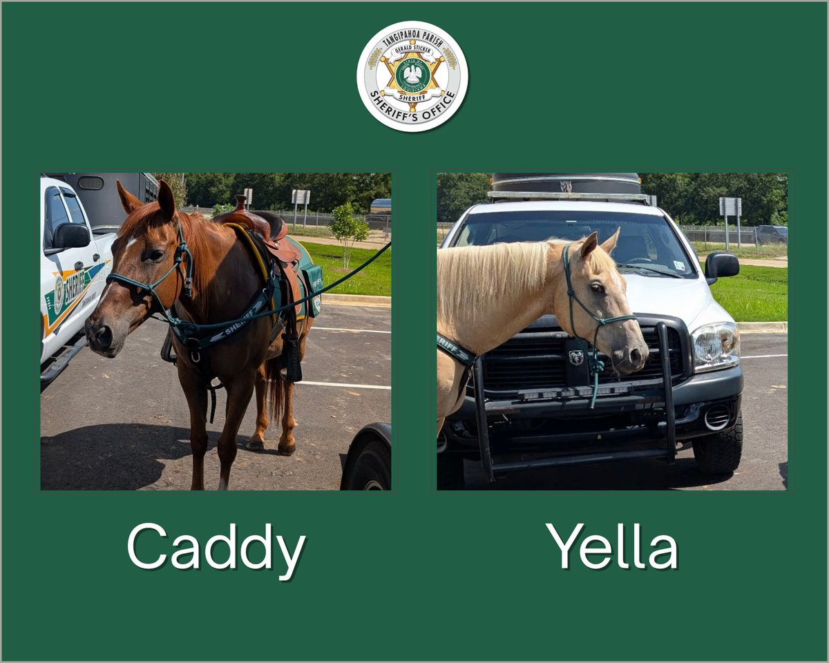 Mounted Division Captures Shoplifter during Store Opening Event