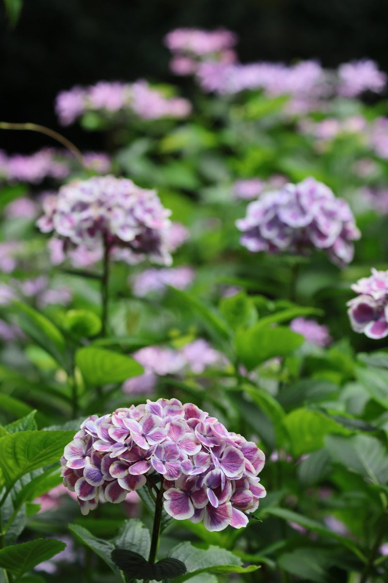 KATAR7photo's tweet image. #TLを花でいっぱいにしよう
#ファインダー越しの世界ᅠ
#キリトリセカイ
#写真好きな人と繋がりたい
#紫陽花祭
#阿弥陀寺