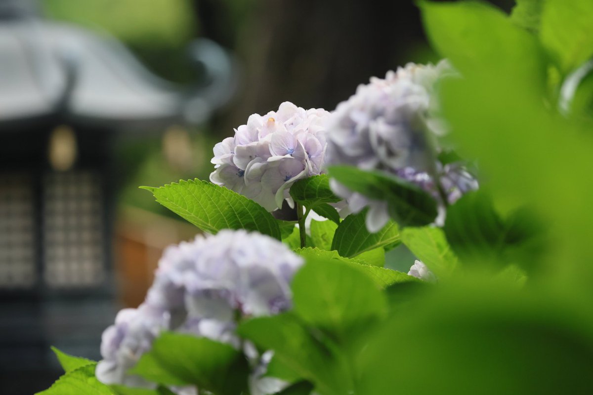 KATAR7photo's tweet image. #TLを花でいっぱいにしよう
#ファインダー越しの世界ᅠ
#キリトリセカイ
#写真好きな人と繋がりたい
#紫陽花祭
#阿弥陀寺