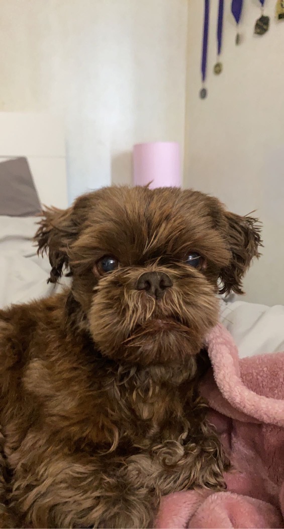 KrisMLeader1's tweet image. Fancy 10/14/2010 - 6/23/2025
#ForMyBrokenHeart #AllDogsGoToHeaven