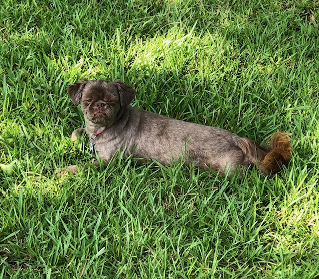 KrisMLeader1's tweet image. Fancy 10/14/2010 - 6/23/2025
#ForMyBrokenHeart #AllDogsGoToHeaven