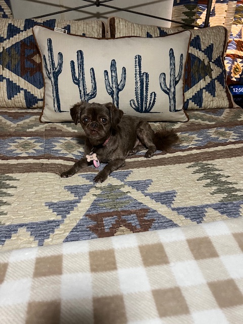 KrisMLeader1's tweet image. Fancy 10/14/2010 - 6/23/2025
#ForMyBrokenHeart #AllDogsGoToHeaven