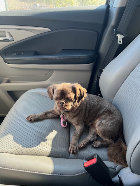 KrisMLeader1's tweet image. Fancy 10/14/2010 - 6/23/2025
#ForMyBrokenHeart #AllDogsGoToHeaven