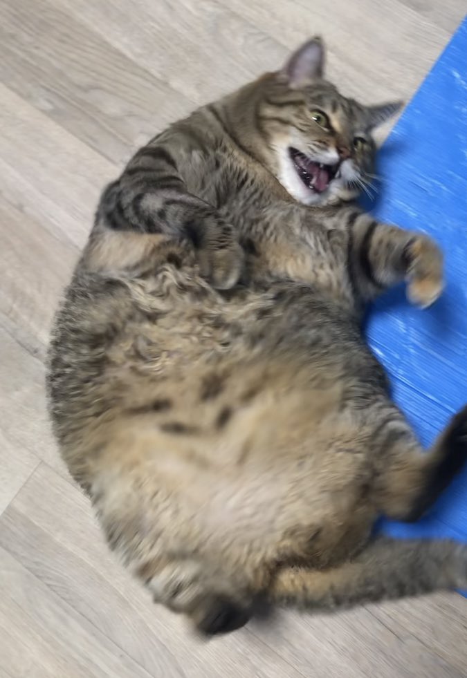 キャッキャしてにゃんか楽しそうな娘♪