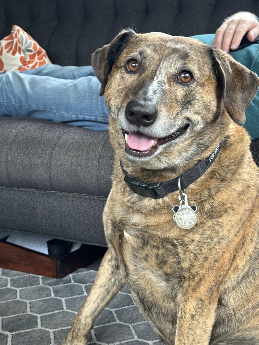 Dana Spies tweet media