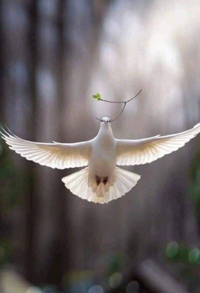 TIME FOR PEACE. 🙏🇺🇸🕊️