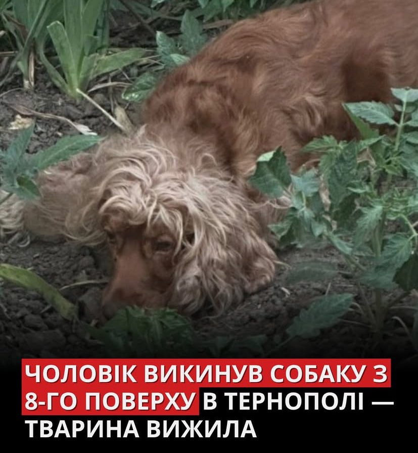 Це просто йобане пекло😭😭😭
Собака жива! Зараз в лікарні, потрібна грошова допомога!

Банка:
send.monobank.ua/jar/4dtSjeJGH7