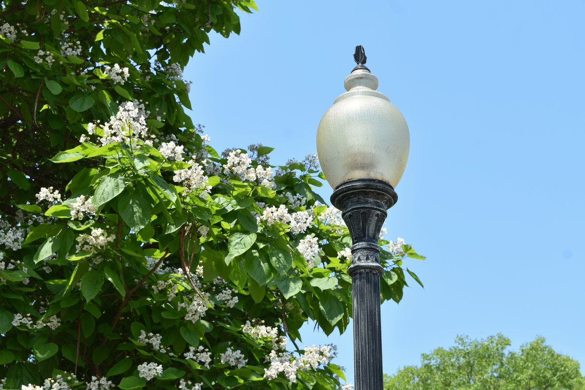 The sun is shining.
Trees are swaying in the warm breeze.
Flowers are in bloom.

#Summer on campus is nothing short of a work of art. 🖼️