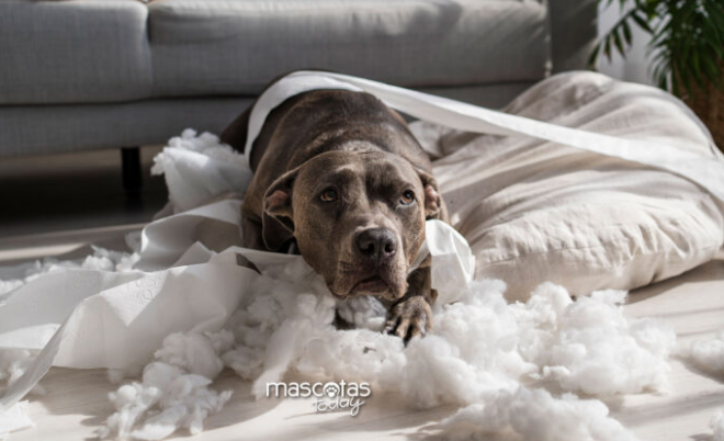 MascotasToday's tweet photo. Feliz Lunes
Mi perro destructor ¿Por qué rompe las cosas? https://t.co/HhbzF19n1M https://t.co/IhLUSgf8Gv