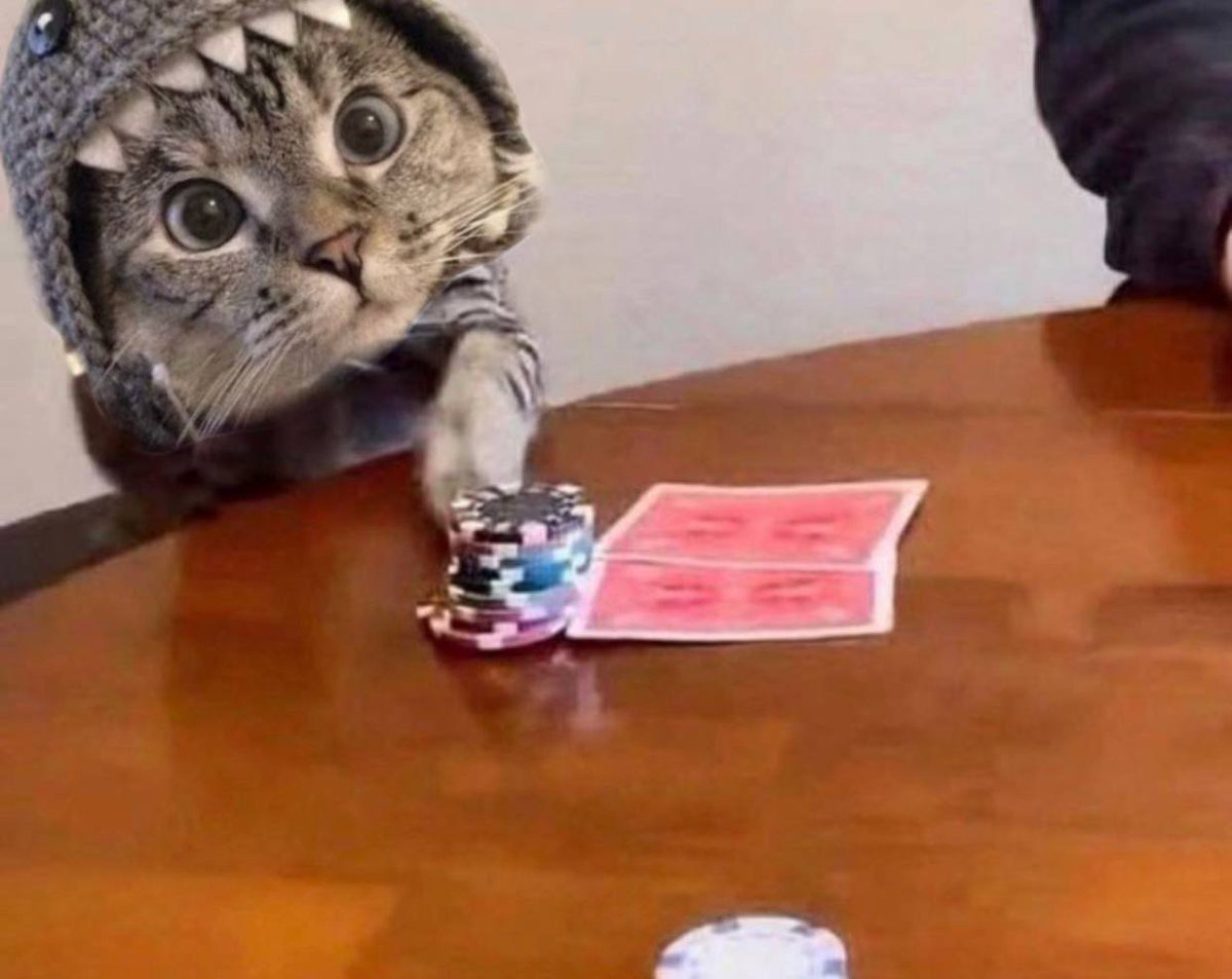 me every time there's a $sc dip 

cats a mf shark 🦈🐱