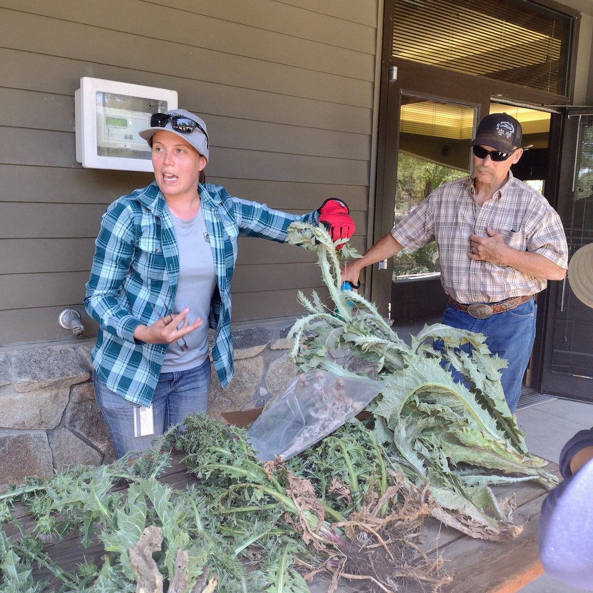 cal_ipc's tweet image. Lake Tahoe Basin Weed Coordinating Group just hosted the free annual Invasive Weeds ID Workshop. The training helps participants distinguish between local invaders.
Here, Andrea Moe reviews key features of musk thistle (Carduus nutans) for easy ID and targeted control🎯