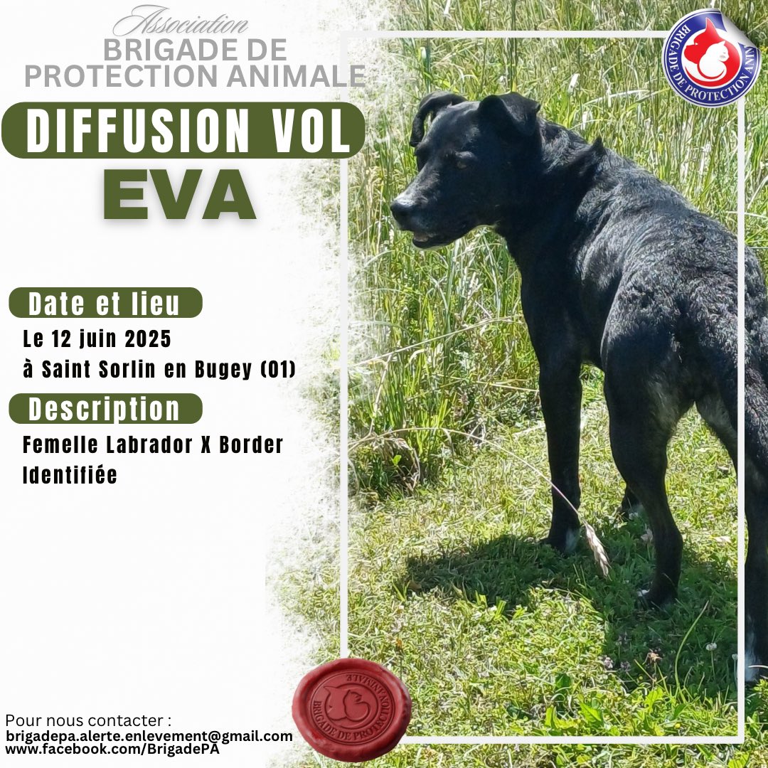 ⚠️ Restons en alerte, ne les oublions pas 🙏
Retrouvez les tous sur notre site :
brigadepa.com/diffusion-vols

Ou ici 👉 facebook.com/share/19af6AcC…?

#jesuisbpa #BPA #alerte #enlevement #volchien #vigilance #protectionanimale #MaltraitanceAnimale