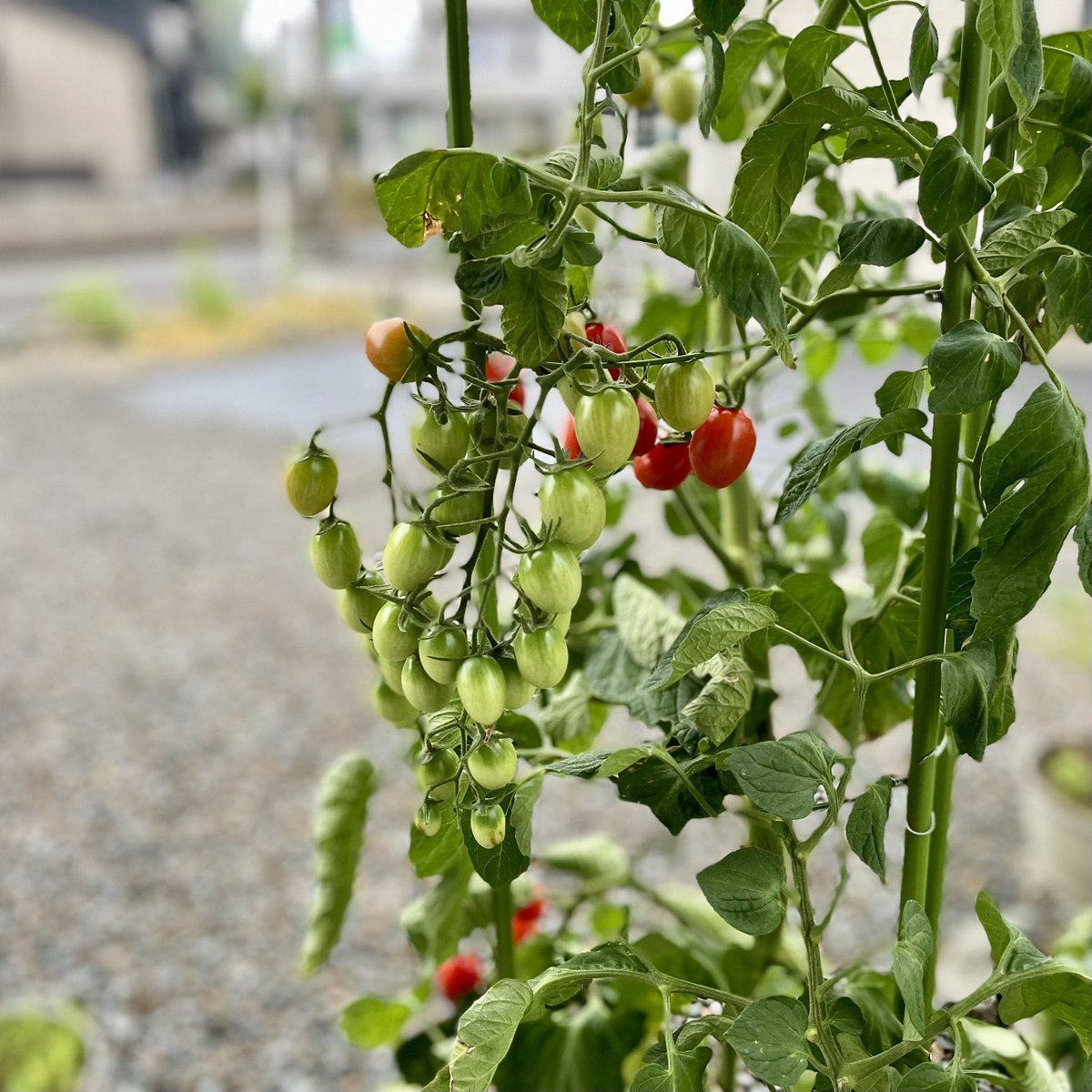daisuke_pooh's tweet photo. 家庭菜園。
ミニトマトの収穫。

#家庭菜園 #ミニトマト #雨 https://t.co/SbRbGO0sv2