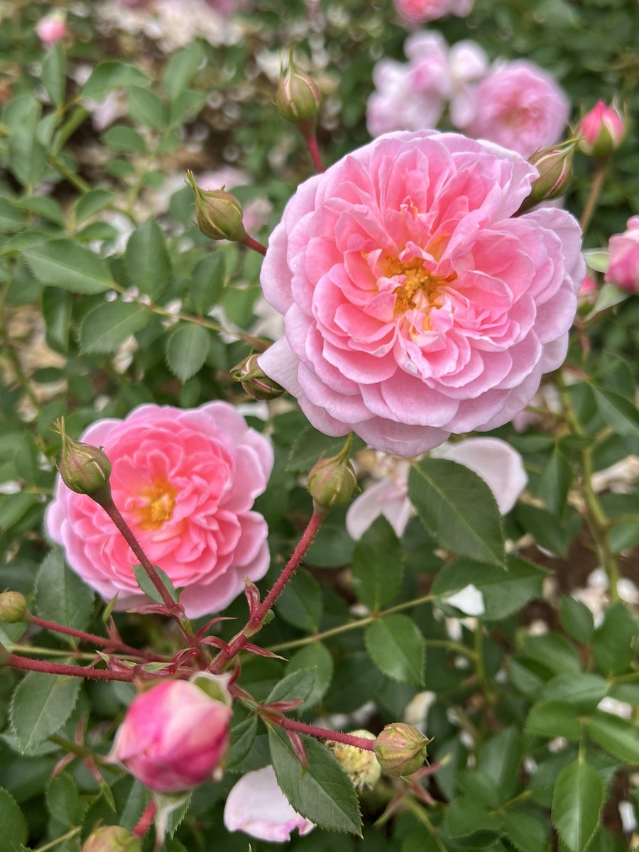 皆さん おはようございます😃!
🥀サクラ クリスタル
⛲️北九州グリーンパーク