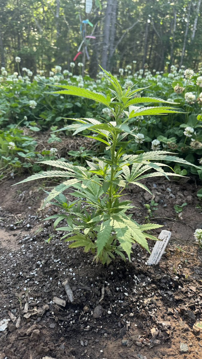 My tomatoes coming in good