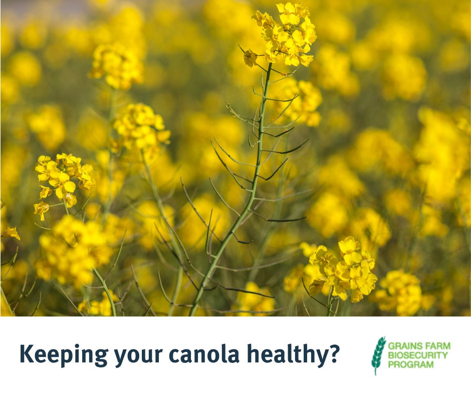 🌱Planning on growing Canola this season? 🌱
Turnip yellows virus (TuYV) is one of the biggest threats to canola crops in Australia. It spreads through green peach aphids when they feed on the plants. 🪲
Once a plant contracts the disease, it carries it for life. 
If you spot