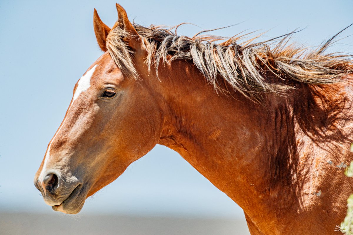 BHodgesPhoto's tweet photo. Walking in the Wind
#sandwashbasin
#wildhorses
#Colorado https://t.co/KvcUkPGAS6