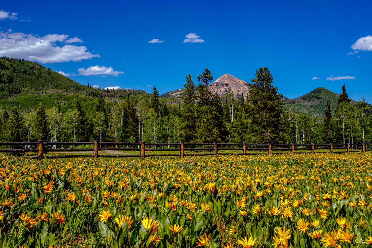 BHodgesPhoto's tweet photo. Iron Mountain and Wildflowers
#steamboatsprings
#Colorado https://t.co/yNAnIqxN1V