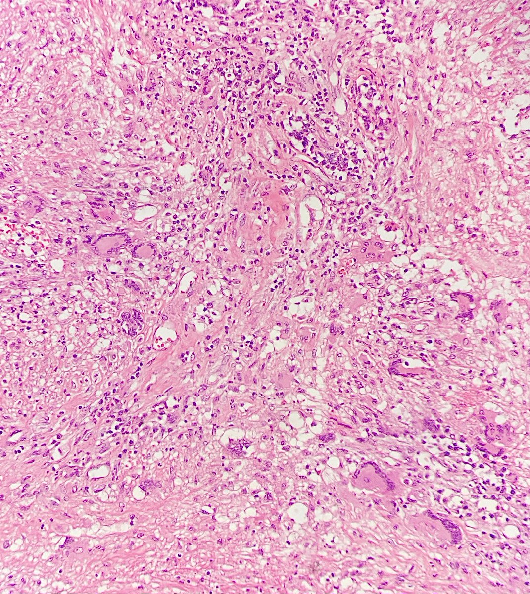 Jay "Thymocyte" Hwang tweet media