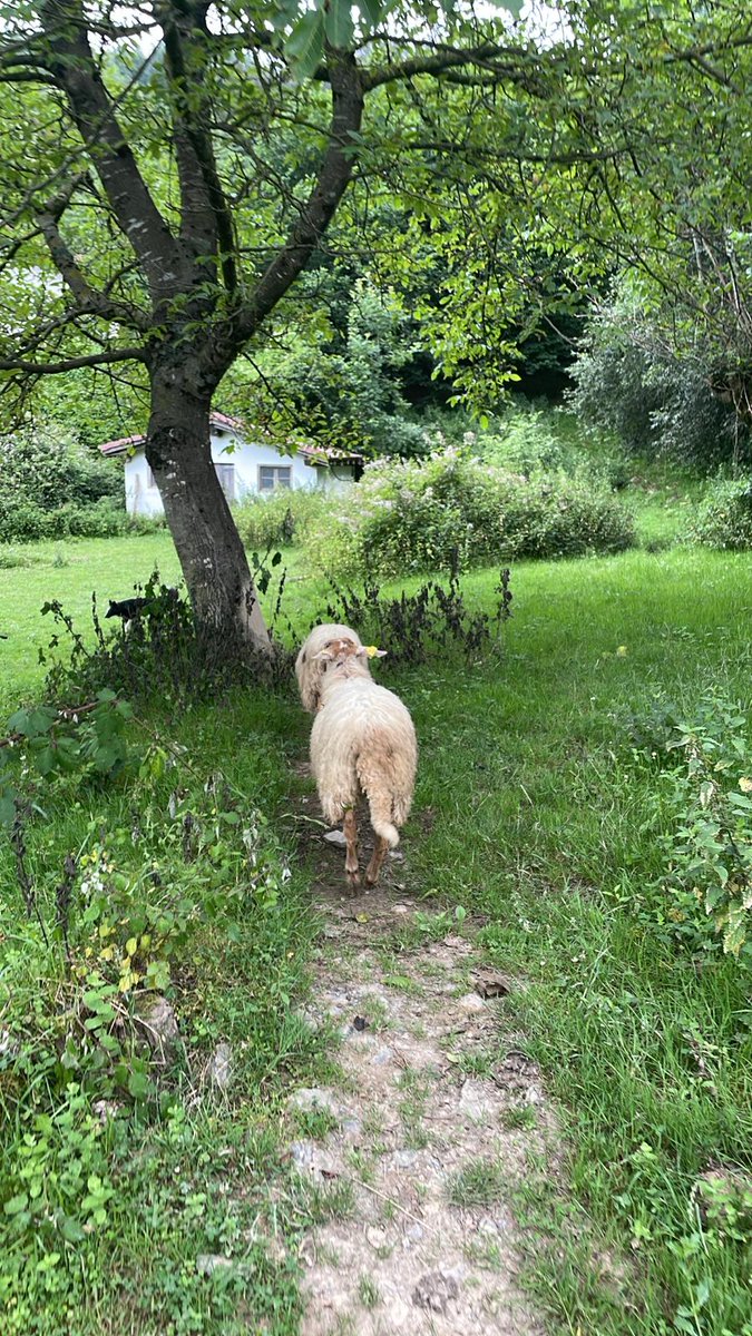 Gure axurik bidek ikasten.
Gabona pasa denak.
🌛🌼❤️🌛