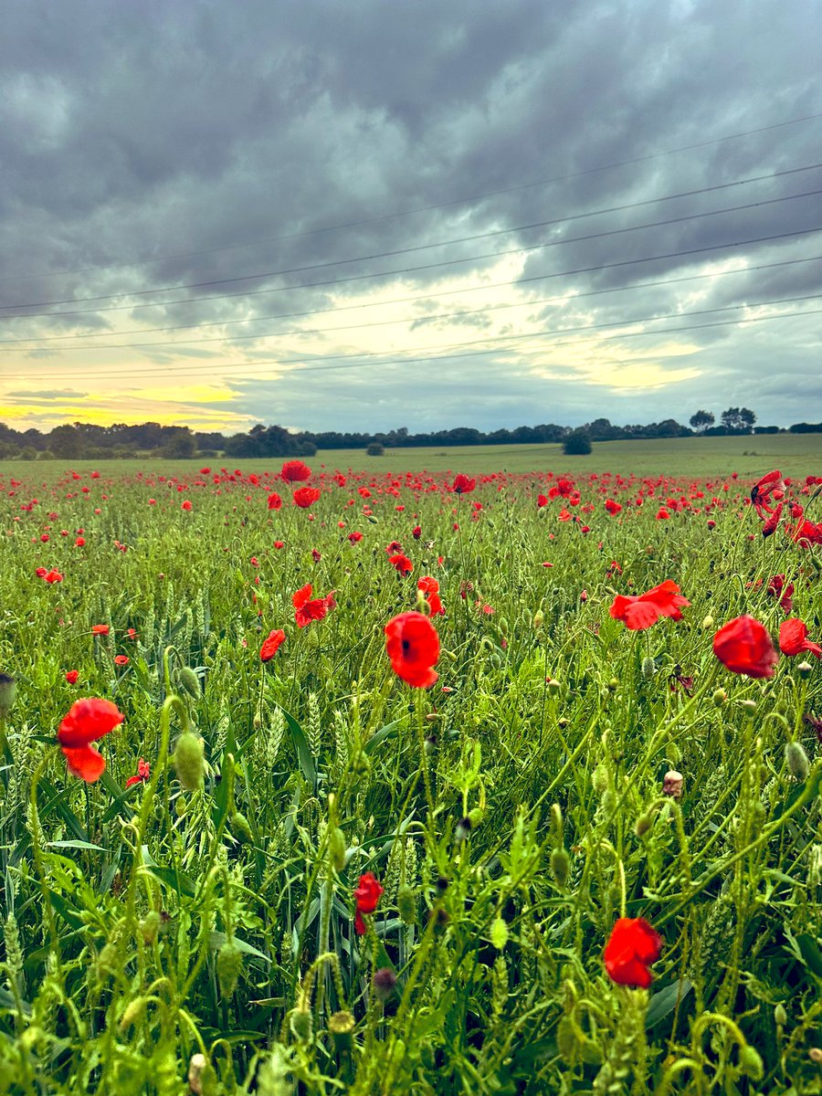 kathyclawson's tweet photo. First jog of summer season, complete with poppy fields 🌺 https://t.co/lc5iVsjheL