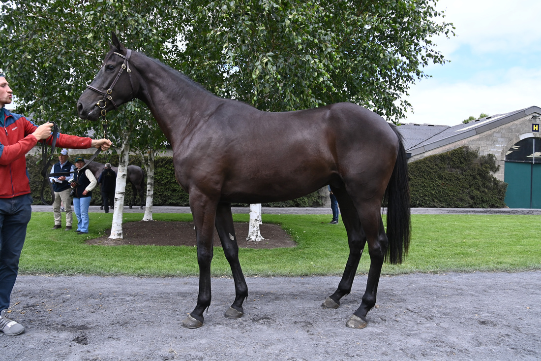 Tattersalls Ireland (@tattersalls_ie) on Twitter photo ๐ Lot 424 is one of 10 three-year-olds in the #DerbySale by Harzand.
๐ His dam is a half-sister to the 2017 Ascot Gold Cup winner Big Orange ๐. He is one of 13 in the catalogue from <a href="/MountEatonStud/">Mount Eaton Stud</a>.
๐ฑ View Page | shorturl.at/dYi08 ๐ Lot 424 is one of 10 three-year-olds in the #DerbySale by Harzand.
๐ His dam is a half-sister to the 2017 Ascot Gold Cup winner Big Orange ๐. He is one of 13 in the catalogue from <a href="/MountEatonStud/">Mount Eaton Stud</a>.
๐ฑ View Page | shorturl.at/dYi08