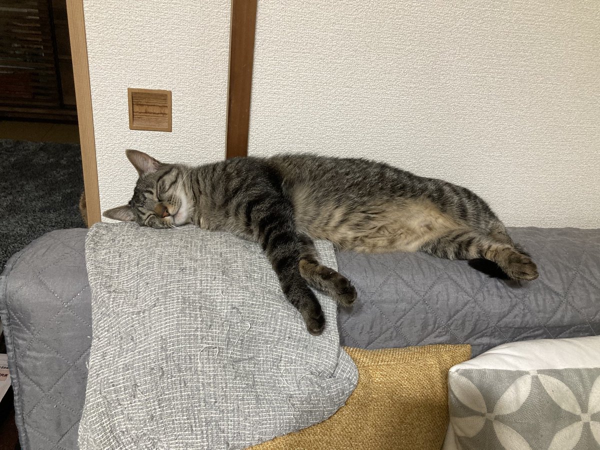 ❤️ねこたん❤️ Amazon.co.jp: ラディウス radius HP-C28BT 完全ワイヤレス