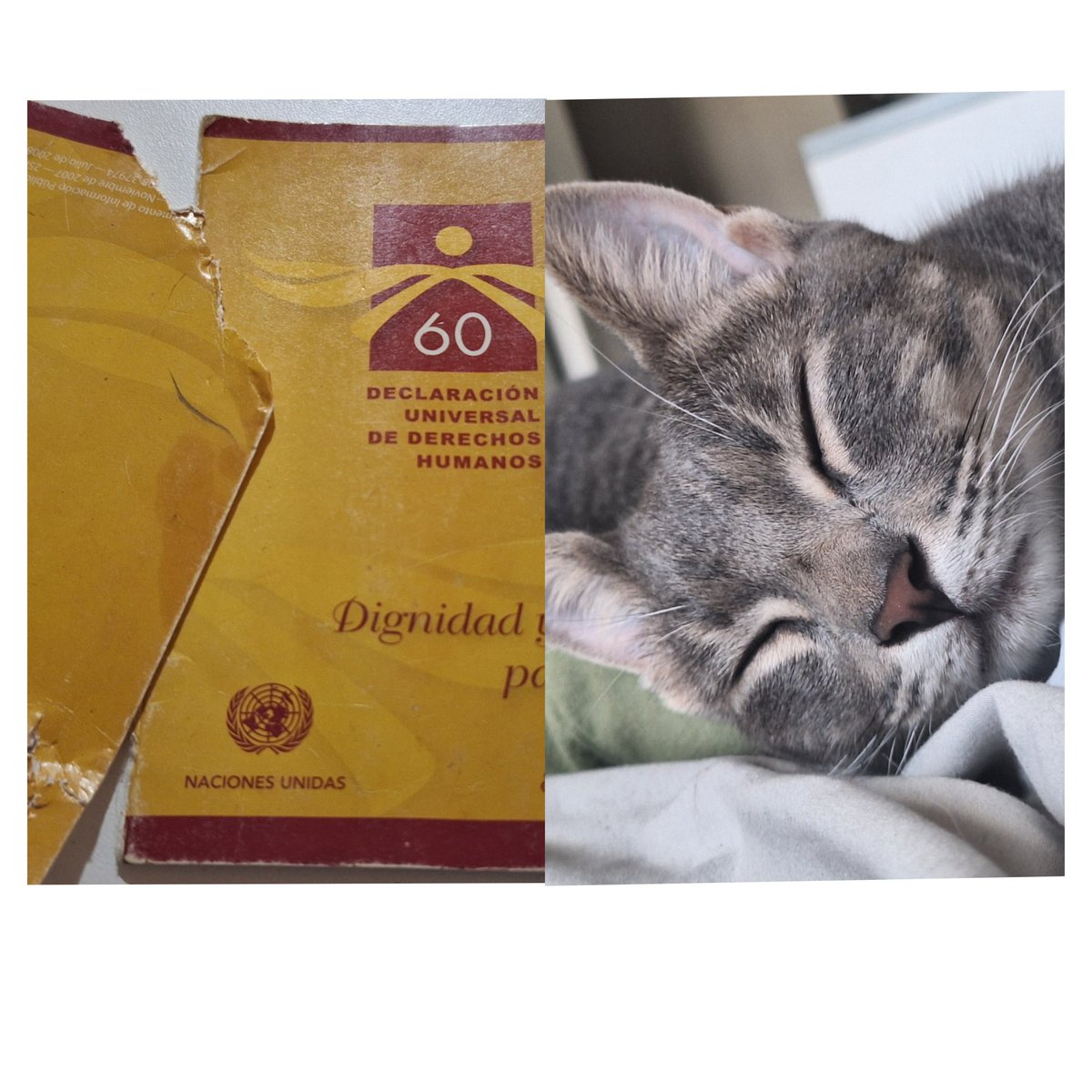 Mi gato fascista destruyó mi copia de la Declaración Universal de Derechos Humanos.

Proclamó que solo existe su derecho a jugar con el papel higiénico y sus 18 horas de sueño diarias.